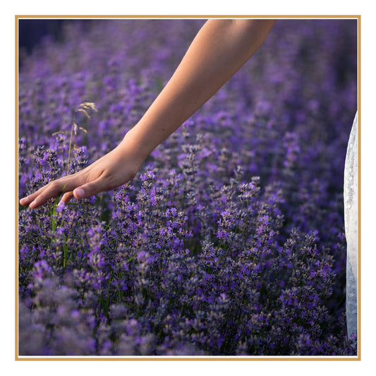 Óleo Essencial de Lavanda — Aroma Floral para Rituais de Descanso