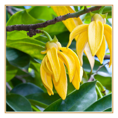 Óleo Essencial de Ylang-Ylang — Aroma Floral para Rituais Sensoriais